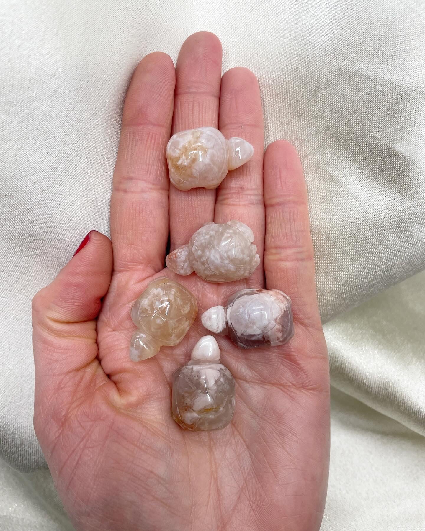 Tartaruga Agata Sakura