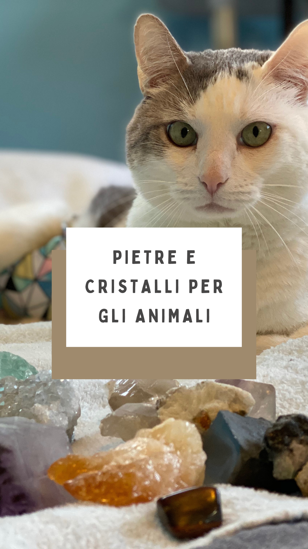 Pietre e cristalli per gli animali