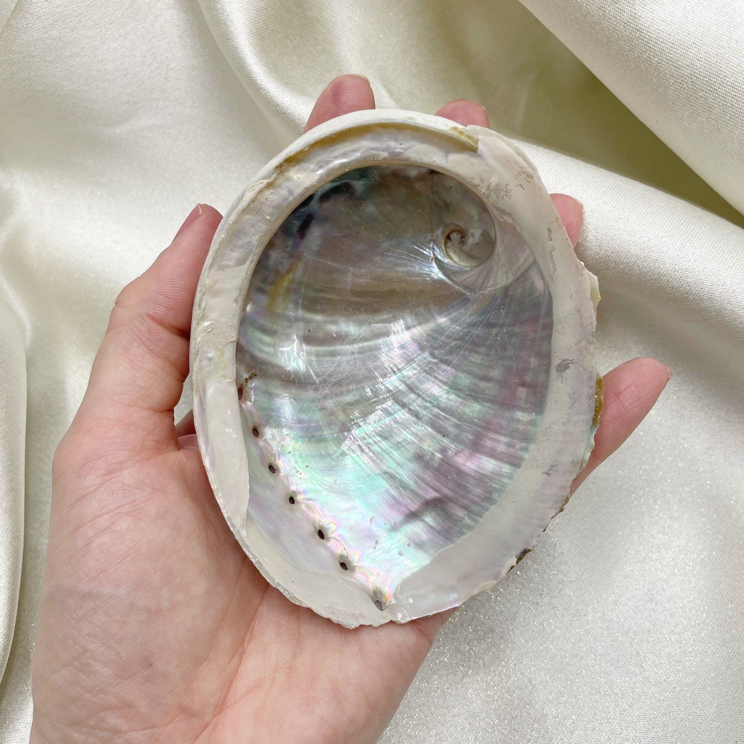 Conchiglia di Abalone