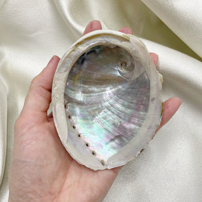Conchiglia di Abalone
