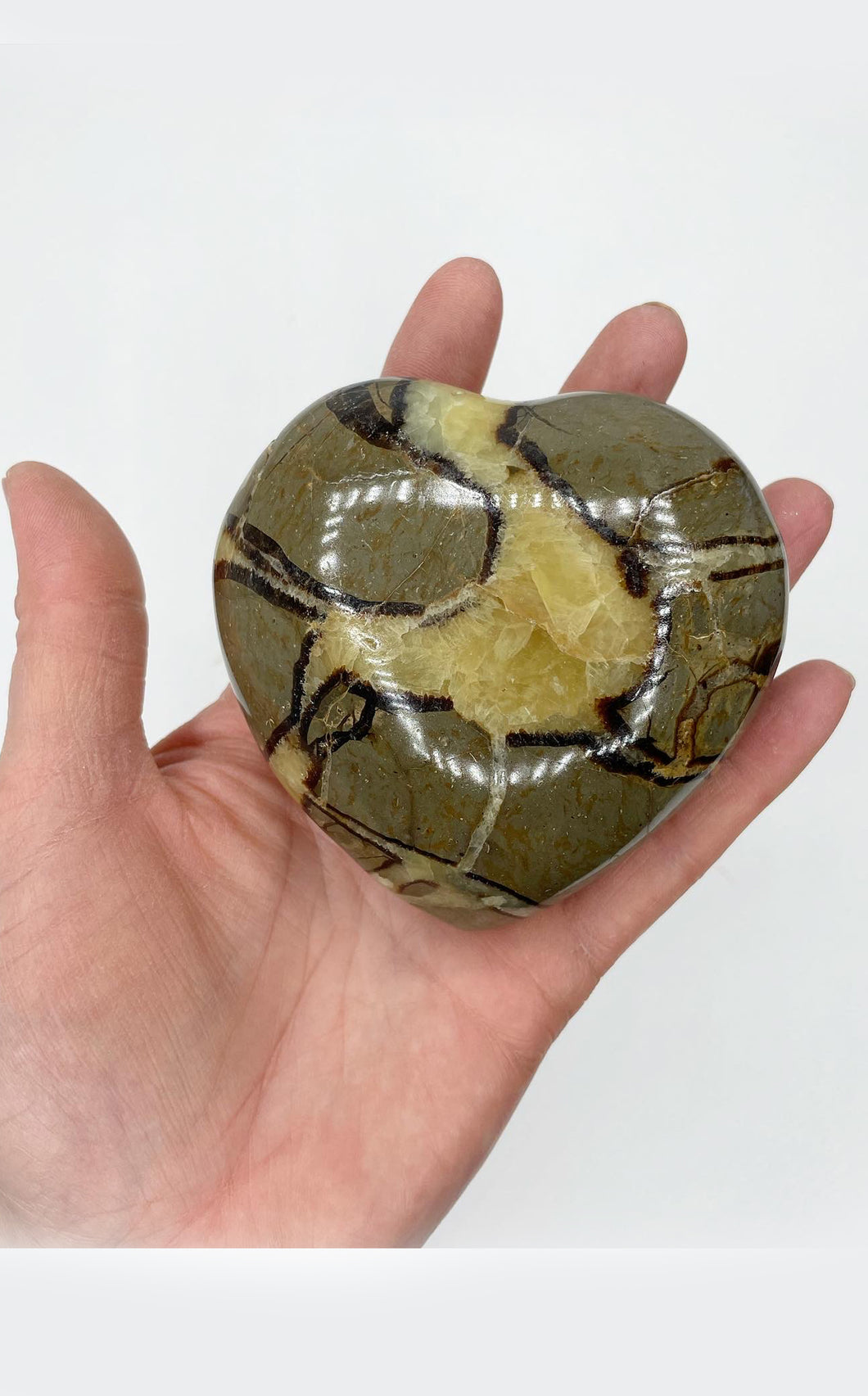 Cuore di Septaria grande