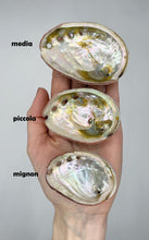 Carica l&#39;immagine nel visualizzatore di Gallery, Conchiglia di Abalone
