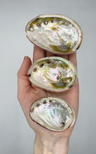 Carica l&#39;immagine nel visualizzatore di Gallery, Conchiglia di Abalone
