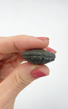 Carica l&#39;immagine nel visualizzatore di Gallery, Conchiglia Pirite (Ricchezza)
