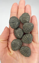 Carica l&#39;immagine nel visualizzatore di Gallery, Conchiglia Pirite (Ricchezza)
