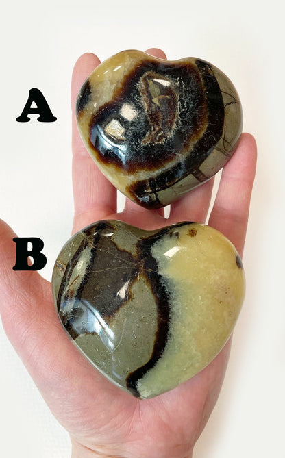 Cuore di Septaria medio