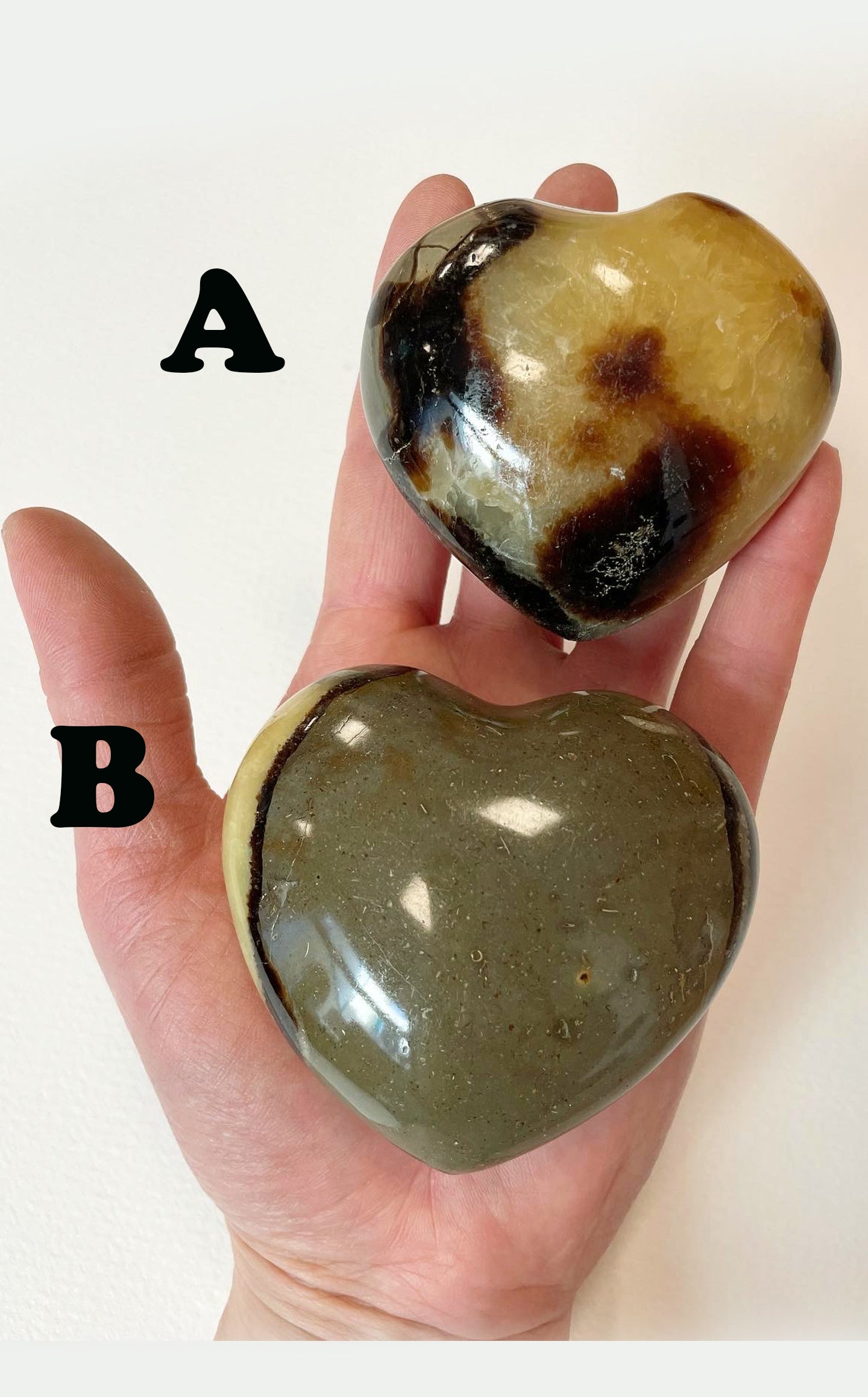 Cuore di Septaria medio