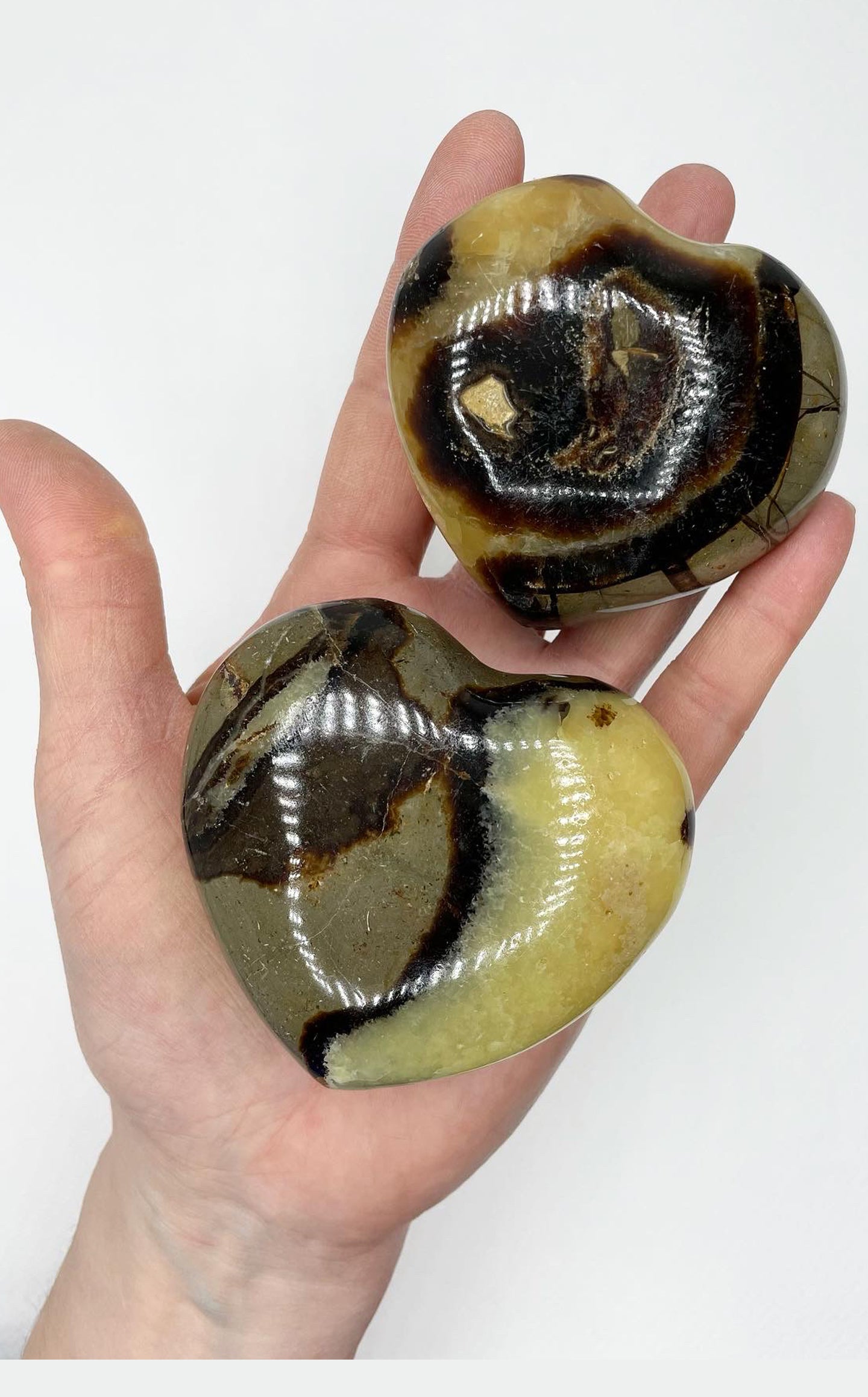 Cuore di Septaria medio